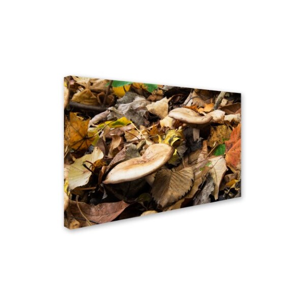 Kurt Shaffer 'Mushrooms In The Leaves' Canvas Art,12x19
